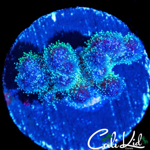ULTRA STYLOPHORA FRAG