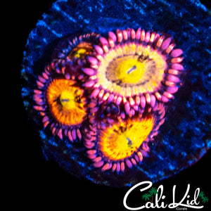 SAKURA TYPE ZOA QUAD