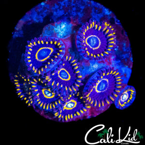 OG BLUE HORNETS MINI COLONY