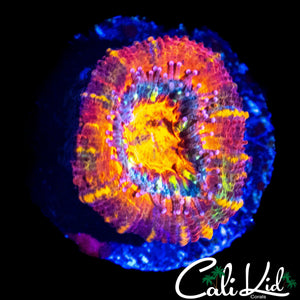 RAINBOW MYSTERY ACAN MOPRH