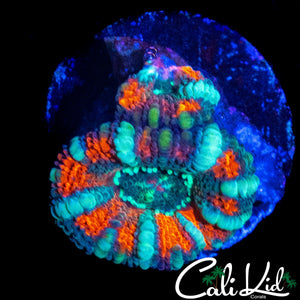 CANDY CANE ACAN DOUBLE