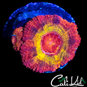 CK DIRTY LEPRECHAUN ACAN DOUBLE