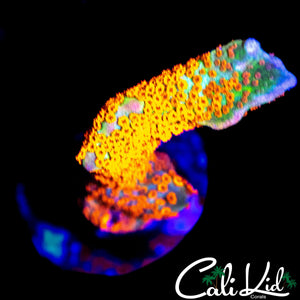 BUBBLE GUM DIGI