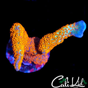 BUBBLE GUM DIGI