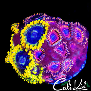 BEAUTIFUL ASSORTED ZOA COLONY