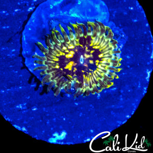 CK HELLRAISER ZOA