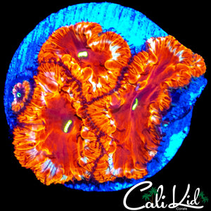 GOLD RIM BLASTO TRIPLE