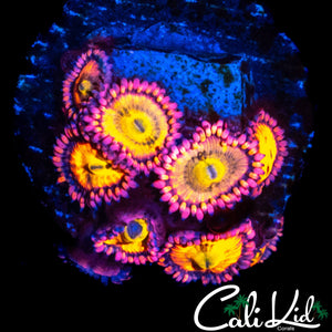 SAKURA TYPE ZOA MINI COLONY