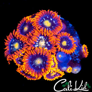 ASSORTED ZOA MINI COLONY