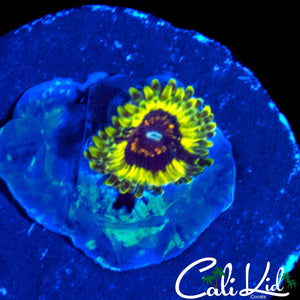 CK HELLRAISER ZOA