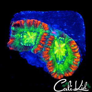 ULTRA ACAN DOUBLE