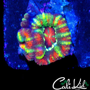 UTLRA ACAN DOUBLE