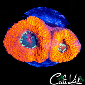 UTLRA ACAN DOUBLE