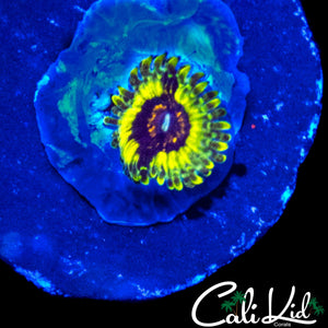 CK HELLRAISER ZOA