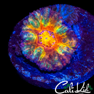RAINBOW ACAN MORPH
