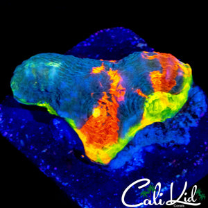 CK UNRELEASED BLUE BASE RAINBOW CHALICE FRAG