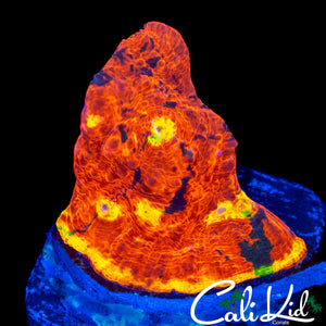 SC DYNAMITE CHALICE FRAG