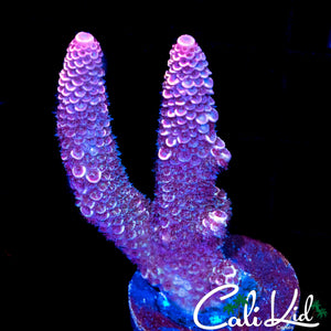 HYPER PINK STAG ACRO