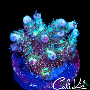 MYSTERY RAINBOW ACRO