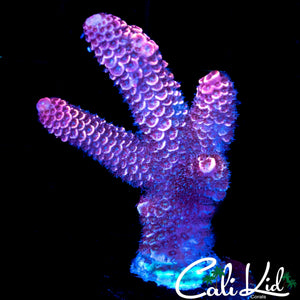 HYPER PINK STAG ACRO