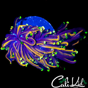 HALF & HALF TENTACLE TORCH