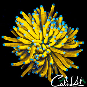 TEAL TIP BANANA TORCH