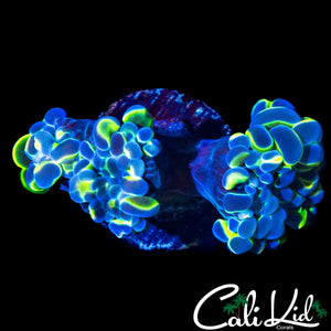 FAUX HOLOGRAM HAMMER DOUBLE