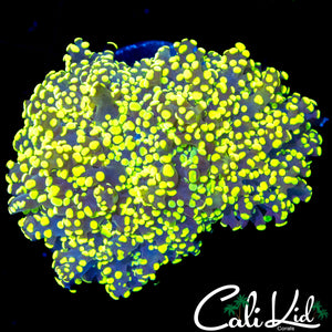 TRUE YELLOW BRANCHING FROGSPAWN