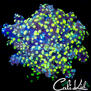 BI COLOR BRANCHING FROGSPAWN