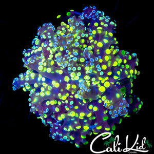 BI COLOR BRANCHING FROGSPAWN