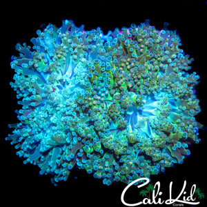 AQUACULTURED LARGE BI COLOR BRANCHING HAMMER