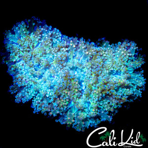 AQUACULTURED BI COLOR BRANCHING HAMMER