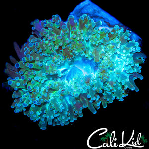 AQUACULTURED XL BI COLOR BRANCHING HAMMER