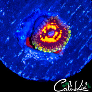 REVERSE HALLUCINATION ZOA