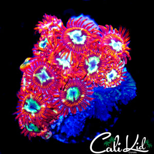 CK SPOTIFY ZOA MINI COLONY