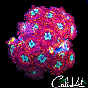 CK SPOTIFY ZOA COLONY