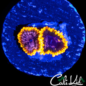 JF ACID REFLUX ZOA DOUBLE