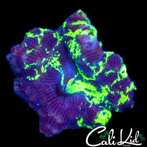 KRYPTONITE MUSHROOM
