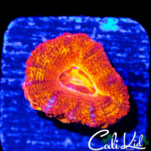 FLAMETHROWER ACAN W/ BABIES