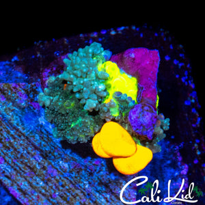CK UNRELEASED BOUNCE MUSHROOM