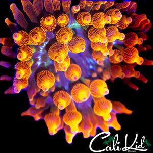 MYSTERY ANEMONE