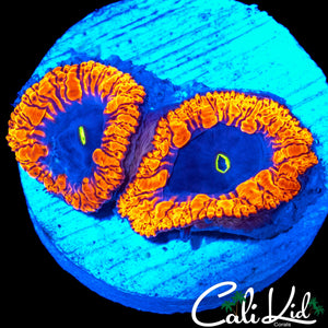 XL SUPERMAN BLASTO DOUBLE