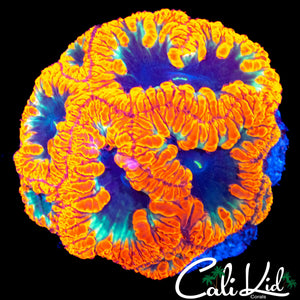 ULTIMATE RAINBOW BLASTO COLONY