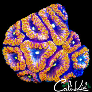 AMAZING TRI COLOR BLASTO COLONY