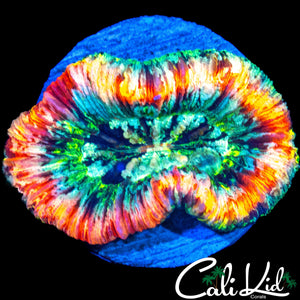 VIBRANT COLOR TRACHY