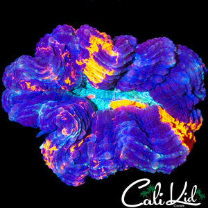 RARE COLOR ACANTHO