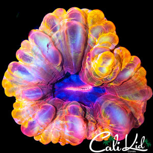 SUPER RARE RAINBOW CYNARINA