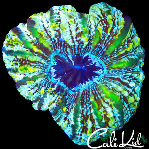 ULTRA INDOPHYLLIA