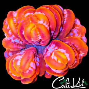 PUFFY PINK / RED CYNARINA
