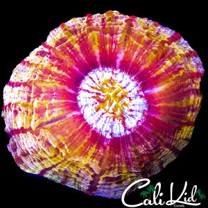 AMAZING PATTER INDOPHYLLIA
